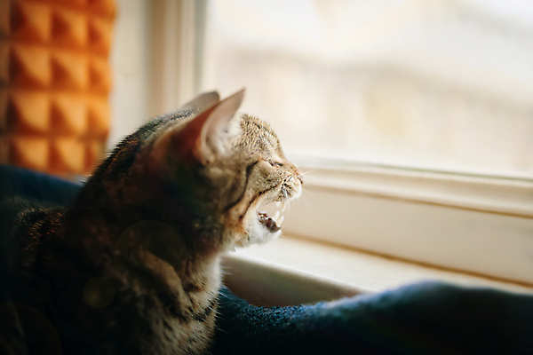 포토 JPG 해외이미지 동물 응시 창문 포유류 자연 휴식 수염 주택 털 실내 앉기 사람없음 빛 반려동물 햇빛 맑음 고양이 줄무늬 꿈 회색 잠 달콤 호기심 귀 부드러움 하품 얼룩무늬 솜털 기르기 해외포토 시선 감정 컬러 컨셉 무늬 모션 날씨 내부 건물 신체부위 태양 감각 맛 생태계 돌봄 생리현상 파일형식 이미지허브