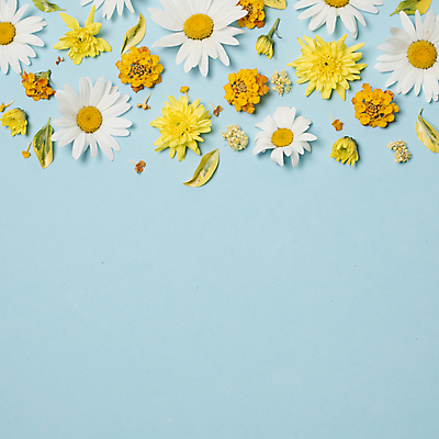 포토 JPG 해외이미지 꽃 잎 실내 사람없음 하이앵글 파란배경 카피스페이스 해외포토 식물 뷰포인트 백그라운드 내부 파란색 공백 파일형식 이미지허브