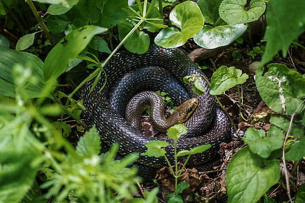 포토 JPG 해외이미지 동물 호수 야생동물 모래 포유류 파충류 자연 동물원 저울 종류 양서류 사람없음 물 머리 흐름 연못 뱀 거북이 숲 열대우림 피부 공룡 꼬리 도마뱀 탱크 악어 이구아나 서식지 헛간 숨김 틀니 동물상 이국적 카멜레온 해외포토 자연요소 컨셉 신체부위 조형물 치아 생태계 저장고 파일형식 이미지허브