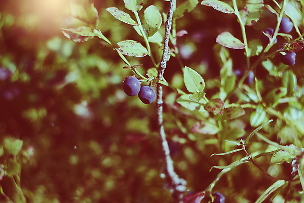 포토 JPG 해외이미지 라이프스타일 열매 음식 백그라운드 채소 과일 재료 디저트 건강 사람없음 파란색 검은색 신선 아침식사 먹기 유기농 블루베리 날것 산딸기 블랙베리 점심식사 건포도 단절 숙성 크랜베리 해외포토 식물 웰빙 컬러 모션 포도 생활 식사 건과일 파일형식 이미지허브