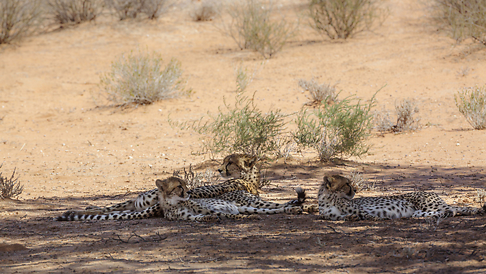 포토 JPG 해외이미지 동물 여자 야생동물 새끼 포유류 아프리카 자연 엄마 파노라마 국립공원 3 풍경 사람없음 관광지 고양이 사막 황무지 보호 사파리 치타 나미비아 남아프리카 보츠와나 보호구역 칼라하리 해외포토 공원 나라 여행 컨셉 가족 촬영기법 사람 반려동물 생태계 구역 파일형식 이미지허브