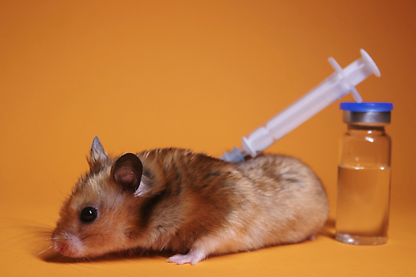 포토 JPG 해외이미지 백그라운드 주사기 사람없음 설치류 햄스터 주사약 주황색배경 해외포토 동물 의료기기 반려동물 약 주황색 파일형식 이미지허브