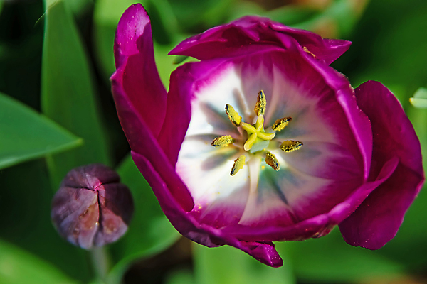 포토 JPG 해외이미지 식물 디자인 계절 꽃잎 꽃 꽃다발 백그라운드 잎 꽃무늬 자연 벽지 휴가 부활절 선물 사랑 미술 사람없음 장식 초록색 컬러풀 뷰티 정원 봄 낭만 튤립 벚꽃 축하 인사 신선 개화 다발 내추럴 고립 해외포토 기념일 감정 컬러 컨셉 무늬 문화예술 예절 생태계 파일형식 이미지허브