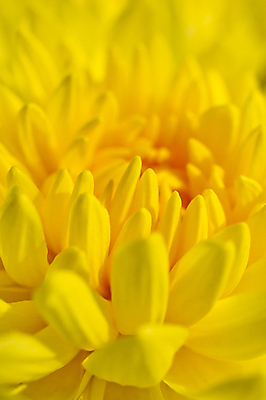 포토 JPG 해외이미지 식물 1 계절 꽃잎 꽃 꽃다발 백그라운드 꽃무늬 패턴 오렌지 자연 프레임 국화 선물 사랑 사람없음 빨간색 뷰티 노란색 쌓기 정원 봄 활발 벚꽃 흰색 물방울 신선 우아함 원예 데이지 내추럴 해외포토 감정 컬러 컨셉 무늬 과일 모션 취미 생태계 파일형식 이미지허브