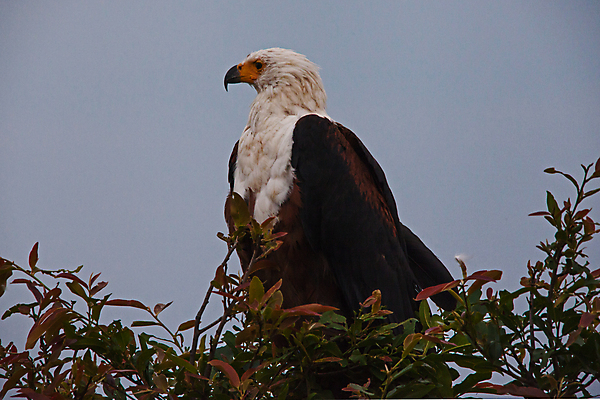 포토 JPG 해외이미지 나무 동물 공원 야생동물 날개 아프리카 자연 조류 하늘 낚시 어류 앉기 성인 사람없음 야외 물 파란색 갈색 환경 힘 흰색 나뭇가지 황무지 보호 큼 먹이 사파리 깃털 부리 독수리 육식동물 남쪽 계산서 남아프리카 웅장함 전국 해외포토 자연요소 식물 공공시설 나라 컬러 컨셉 모션 레저 사람 수중동물 크기 방향 생태계 파일형식 이미지허브