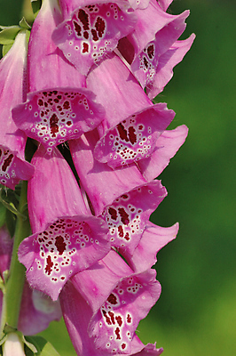 포토 JPG 해외이미지 식물 꽃 분홍색 자연 사람없음 야외 정원 봄 벚꽃 해외포토 계절 컬러 생태계 파일형식 이미지허브