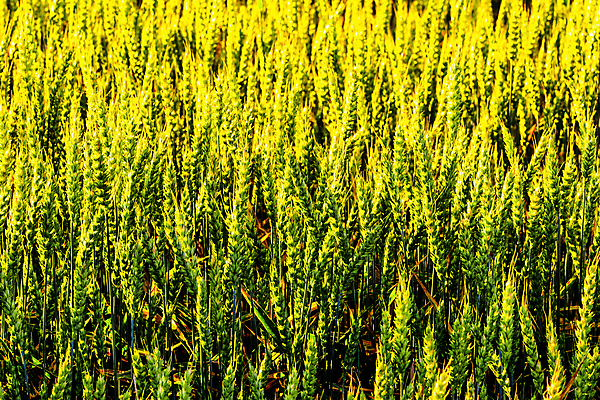 포토 JPG 해외이미지 식물 음식 밭 농업 자연 씨앗 풍경 사람없음 초록색 여름 빛 햇빛 농경지 맑음 수확 가을 시골 낟알 시리얼 밀 유기농 보케 보리 귀 밭일 해외포토 웰빙 계절 산업 컬러 날씨 곡류 신체부위 태양 농장 생태계 파일형식 이미지허브