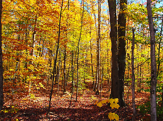 포토 JPG 해외이미지 주간 단풍 단풍나무 사람없음 야외 숲속 해외포토 자연요소 나무 잎 숲 파일형식 이미지허브