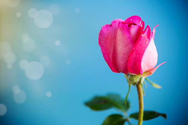 포토 JPG 해외이미지 식물 1 디자인 배너 꽃 분홍색 꽃다발 백그라운드 꽃무늬 패턴 텍스트 자연 탁자 추상 휴가 프레임 발렌타인데이 선물 사랑 사람없음 책 빨간색 파란색 태양 뷰티 장미 파티 봄 낭만 벚꽃 광선 축하 인사 신선 신용카드 생일 개화 엽서 내추럴 고립 스타일 국경 해외포토 자연요소 계절 기념일 감정 컬러 가구 컨셉 무늬 데이이벤트 이벤트 금융 예절 편지 생태계 파일형식 이미지허브