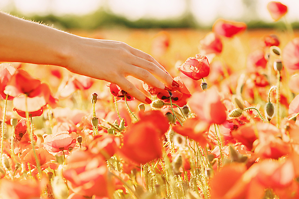 포토 JPG 해외이미지 식물 1 손 여자 꽃 밭 자연 손바닥 사람 사람없음 야외 빨간색 걷기 맑음 봄 터치 개화 양귀비 돌봄 해외포토 계절 컬러 농업 모션 날씨 신체부위 생태계 파일형식 이미지허브