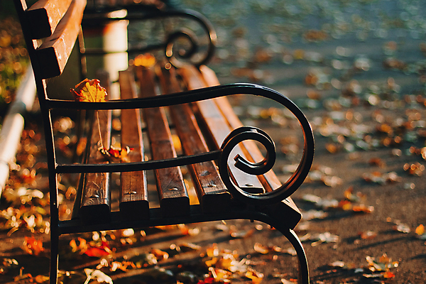 포토 JPG 해외이미지 나무 식물 계절 공원 길 백그라운드 단풍 잎 벤치 의자 오렌지 자연 아침 사람없음 야외 목재 빨간색 초록색 빛 컬러풀 햇빛 태양 뷰티 갈색 노란색 환경 맑음 활발 시골 황금 고독 숲 오솔길 장면 10월 내추럴 해외포토 주간 자연요소 공공시설 감정 컬러 가구 컨셉 과일 재료 날씨 날짜 생태계 파일형식 이미지허브