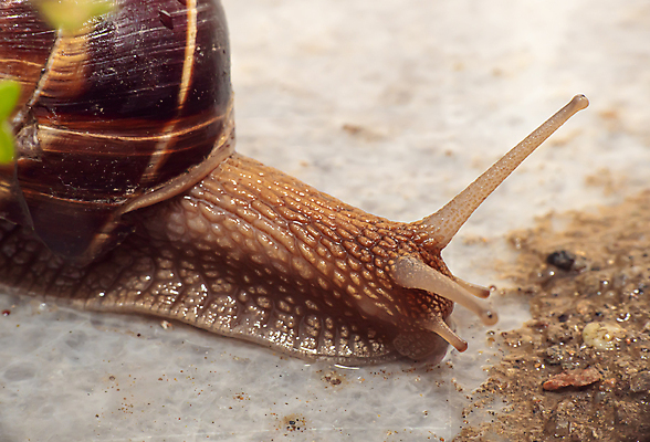 포토 JPG 해외이미지 한마리 실내 근접촬영 사람없음 머리 흙 대리석 기어가기 해외포토 1 뷰포인트 재료 모션 내부 신체부위 파일형식 이미지허브