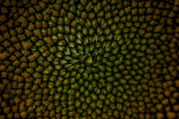 포토 JPG 해외이미지 식물 1 계절 꽃 백그라운드 꽃무늬 자연 해바라기 사람없음 장식 가로 뷰티 노란색 환경 정원 벚꽃 신선 원형 개화 센터 닫기 중앙 묘사 싱글 원예 아로마 꿀 내추럴 꽃수술 해외포토 도형 컬러 무늬 모션 취미 생태계 파일형식 이미지허브