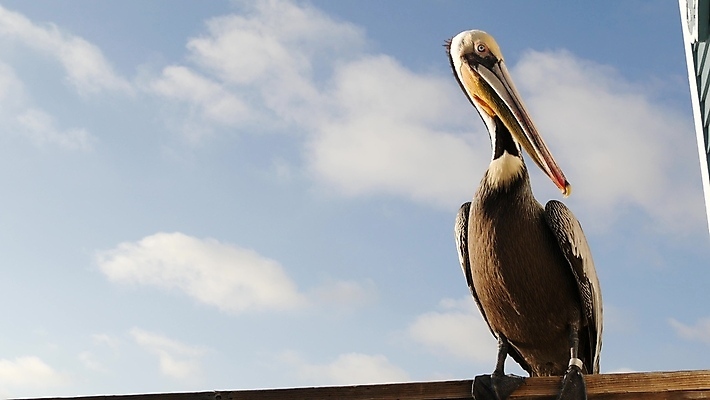포토 JPG 해외이미지 주간 구름 한마리 해외풍경 하늘 사람없음 야외 미국 펠리컨 캘리포니아 해외포토 자연요소 1 해외 북아메리카 조류 풍경 파일형식 이미지허브