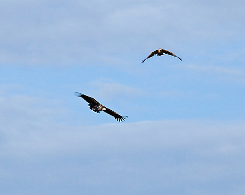 포토 JPG 해외이미지 동물 야생동물 포유류 아프리카 자연 조류 하늘 휴가 사람없음 파란색 사파리 해외포토 나라 컬러 생태계 파일형식 이미지허브