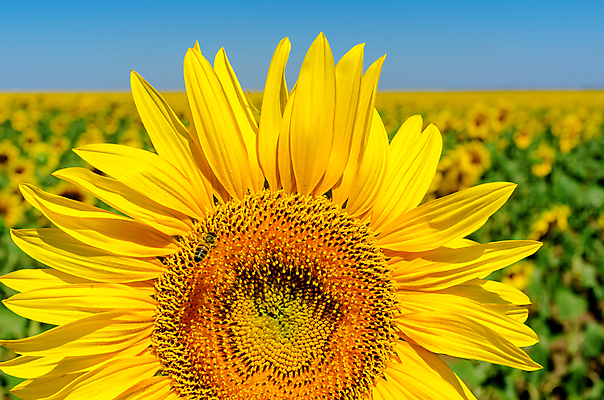 포토 JPG 해외이미지 주간 줄기 잎 꽃밭 해바라기 근접촬영 사람없음 야외 아웃포커스 해외포토 자연요소 식물 꽃 뷰포인트 촬영기법 파일형식 이미지허브