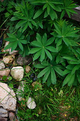 포토 JPG 해외이미지 식물 공원 꽃잎 꽃 줄기 잎 밭 자연 초원 사람없음 야외 초록색 여름 파란색 환경 정원 보라색 들꽃 성장 벚꽃 시골 신선 닫기 땅 묘사 에코 유기농 원예 심플 멀티 국경 해외포토 웰빙 계절 공공시설 컬러 농업 모션 취미 생태계 파일형식 이미지허브