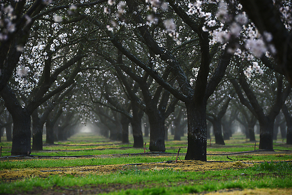 포토 JPG 해외이미지 나무 식물 꽃 백그라운드 밭 농업 과일 자연 하늘 풍경 사람없음 초록색 파란색 농장 정원 봄 벚꽃 흰색 나뭇가지 개화 과수원 캘리포니아 장면 아몬드 줄서기 해외포토 계절 산업 컬러 모션 미국 견과류 생태계 파일형식 이미지허브