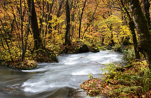 포토 JPG 해외이미지 주간 단풍 단풍나무 사람없음 야외 강 계곡 해외포토 자연요소 나무 잎 파일형식 이미지허브