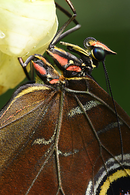 포토 JPG 해외이미지 동물 나비 곤충 자연 사람없음 컬러풀 뷰티 변화 묘사 명상 해외포토 컬러 컨셉 생태계 파일형식 이미지허브