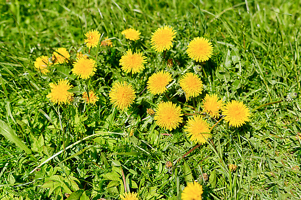 포토 JPG 해외이미지 주간 자연 사람없음 야외 민들레 해외포토 자연요소 꽃 생태계 파일형식 이미지허브