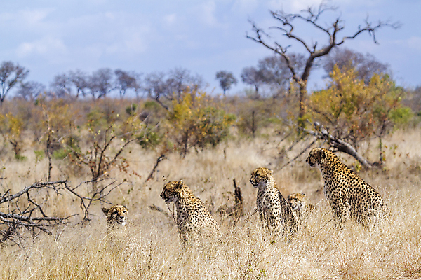 포토 JPG 해외이미지 동물 야생동물 포유류 아프리카 자연 국립공원 사람없음 가로 고양이 황무지 보호 사파리 육식동물 5 치타 남아프리카 보츠와나 보호구역 사바나 해외포토 멸종위기종 공원 나라 컨셉 반려동물 숫자 생태계 구역 파일형식 이미지허브