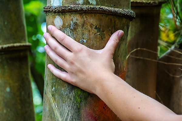 포토 JPG 해외이미지 나무 식물 손 공원 아시아 길 줄기 잎 자연 열대 손바닥 풍경 사람없음 야외 초록색 물 여름 빛 강 태양 일본 탐험 성장 광선 신선 숲 이슬 큼 열대우림 대나무 눈금 거인 말레이시아 내추럴 많음 해외포토 자연요소 계절 공공시설 나라 컬러 컨셉 신체부위 크기 생태계 파일형식 이미지허브