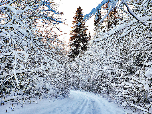 포토 JPG 해외이미지 나무 길 겨울 자연 사람없음 야외 눈 숲 가로수 해외포토 자연요소 식물 계절 날씨 생태계 파일형식 이미지허브