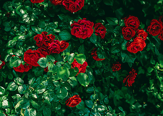 포토 JPG 해외이미지 꽃 잎 자연 사람없음 야외 빨간색 초록색 장미 해외포토 식물 컬러 생태계 파일형식 이미지허브