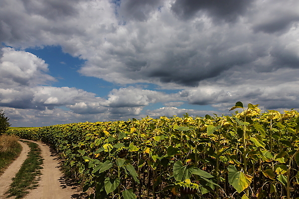 포토 JPG 해외이미지 식물 계절 꽃 도로 음식 줄기 백그라운드 밭 농업 자연 하늘 해바라기 건조 건강 씨앗 사람없음 야외 초록색 파란색 컬러풀 농장 노란색 정원 일몰 수확 벚꽃 시골 큼 땅 준비 시들음 8월 내추럴 밭일 숙성 해외포토 산업 길 컬러 교통시설 노을 날짜 크기 생태계 파일형식 이미지허브