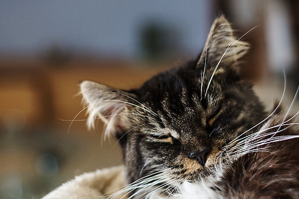 포토 JPG 해외이미지 동물 어린이 장난 포유류 수염 털 사람없음 친구 갈색 귀여움 검은색 고양이 가축 우정 회색 흰색 개 달콤 작음 소중 꼬리 고립 주목 타격 해외포토 컬러 컨셉 관계 모션 사람 반려동물 맛 크기 파일형식 이미지허브