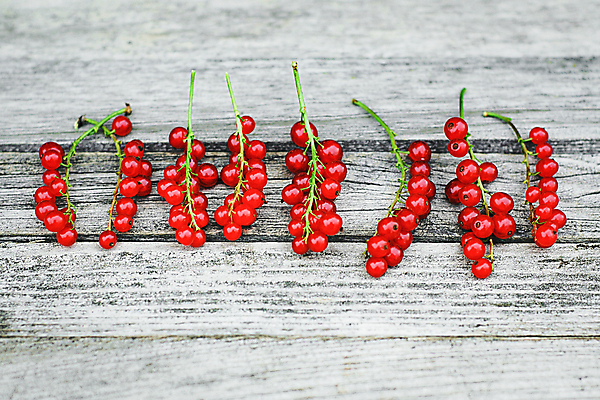 포토 JPG 해외이미지 계절 열매 음식 백그라운드 과일 탁자 건강 사람없음 목재 빨간색 정원 수확 나뭇가지 시골 소프트포커스 유기농 건포도 옛날 해외포토 나무 식물 웰빙 컬러 가구 농업 재료 포도 촬영기법 건과일 파일형식 이미지허브