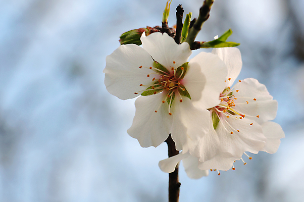 포토 JPG 해외이미지 나무 식물 계절 꽃잎 꽃 분홍색 백그라운드 겨울 꽃무늬 자연 추상 사람없음 야외 목재 봄 낭만 성장 벚꽃 나뭇가지 시골 개화 묘사 질감 아몬드 내추럴 꽃수술 블러 해외포토 컬러 컨셉 무늬 재료 견과류 생태계 파일형식 이미지허브