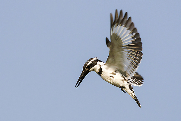포토 JPG 해외이미지 주간 야생동물 자연 조류 하늘 사람없음 야외 사냥 물새 물총새 해외포토 자연요소 동물 생태계 파일형식 이미지허브