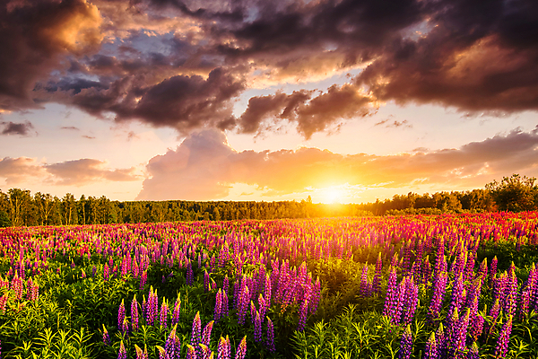 포토 JPG 해외이미지 나무 꽃밭 자연 하늘 사람없음 야외 햇빛 태양 일몰 해외포토 자연요소 식물 꽃 노을 생태계 파일형식 이미지허브