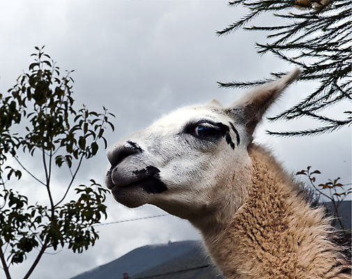 포토 JPG 해외이미지 동물 야생동물 포유류 생물 털 사람없음 해외포토 파일형식 이미지허브