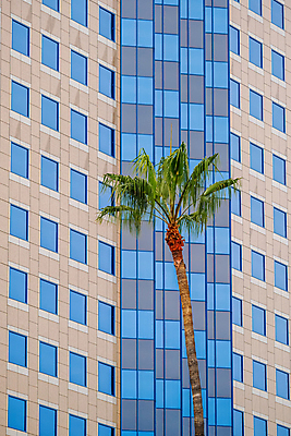 포토 JPG 해외이미지 나무 외관 여행 비즈니스 건축양식 창문 유리 미래 손바닥 사람없음 야외 건물 파란색 도시풍경 사무실 탑 도시 센터 도심 큼 지역 해외포토 식물 건축물 손 건축 컬러 컨셉 재질 풍경 크기 파일형식 이미지허브