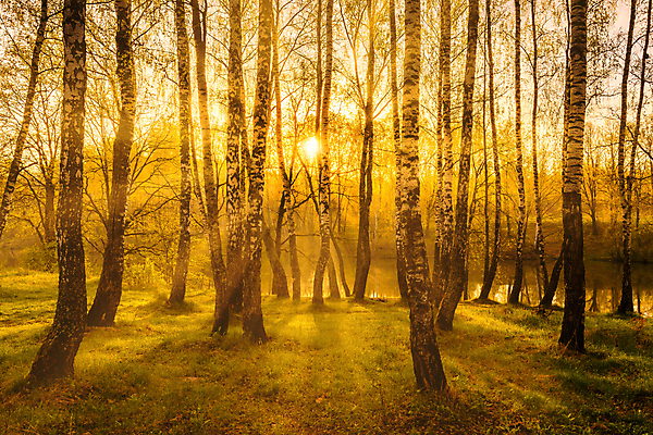 포토 JPG 해외이미지 나무 자연 풍경 사람없음 야외 햇빛 태양 일몰 숲속 숲 해외포토 자연요소 식물 노을 생태계 파일형식 이미지허브
