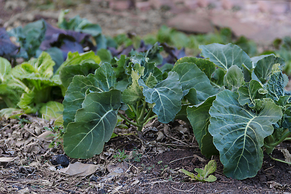 포토 JPG 해외이미지 식물 음식 잎 농업 채소 자연 사람없음 초록색 농작물 농장 정원 성장 가을 시골 상추 브로콜리 유기농 양배추 천국 모종 밭일 온실 해외포토 웰빙 계절 산업 컬러 생태계 파일형식 이미지허브