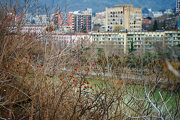 포토 JPG 해외이미지 나무 식물 공원 음식 백그라운드 농업 과일 자연 왕관 건조 사람없음 야외 목재 장식 빨간색 초록색 여름 농작물 농장 마을 정원 수확 성장 가을 나뭇가지 시골 신선 도시 달콤 사과 숲 과수원 유기농 날것 석류 비타민 내추럴 그라나다 숙성 이국적 조지아 맛있는 해외포토 웰빙 계절 공공시설 산업 컬러 재료 스페인 맛 생태계 동유럽 영양소 파일형식 이미지허브