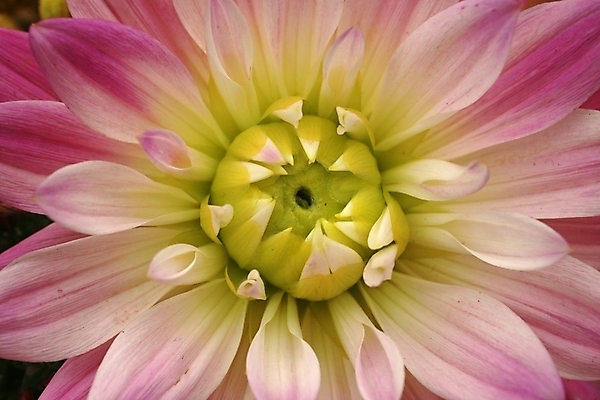 포토 JPG 해외이미지 식물 계절 공원 꽃잎 꽃 분홍색 꽃무늬 자연 사랑 사람없음 야외 여름 컬러풀 뷰티 노란색 정원 봄 낭만 벚꽃 흰색 신선 개화 닫기 묘사 원예 내추럴 이국적 세련 해외포토 공공시설 감정 컬러 컨셉 무늬 모션 취미 생태계 파일형식 이미지허브