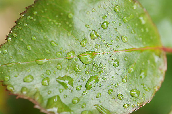 포토 JPG 해외이미지 모양 식물 계절 백그라운드 잎 패턴 자연 표면 건강 그림자 사람없음 초록색 물 정원 봄 줄무늬 활발 젖음 성장 물방울 나뭇가지 떨어짐 이슬 빗방울 허브 묘사 유기농 질감 내추럴 스타일 해외포토 자연요소 나무 웰빙 컬러 컨셉 무늬 비_날씨 생태계 파일형식 이미지허브