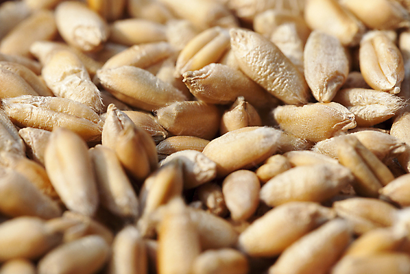 포토 JPG 해외이미지 식물 음료 음식 백그라운드 농업 재료 모션 자연 건조 건강 사탕 씨앗 사람없음 여름 농작물 갈색 노란색 식사 수확 가을 시골 그룹 황금 닫기 달콤 설탕 시리얼 밀 먹기 유기농 질감 날것 장면 깨 결 꿀 흙더미 채식주의자 귀리 해외포토 웰빙 계절 산업 컬러 무늬 식재료 디저트 곡류 흙 조미료 맛 생태계 채식 파일형식 더미 이미지허브