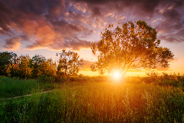 포토 JPG 해외이미지 나무 구름 자연 하늘 풍경 초원 사람없음 야외 햇빛 태양 일몰 풀 해외포토 자연요소 식물 노을 생태계 파일형식 이미지허브