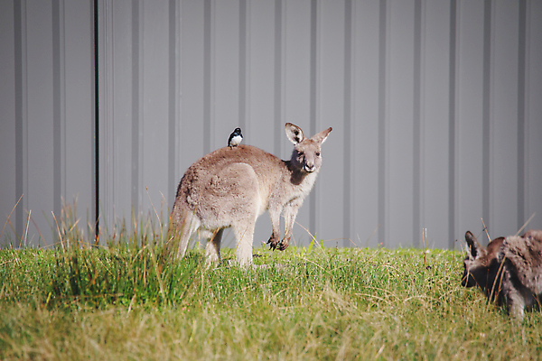 포토 JPG 해외이미지 동물 공원 얼굴 야생동물 백그라운드 포유류 자연 초식동물 털 사람없음 야외 초록색 갈색 머리 여행객 환경 회색 흰색 닫기 호주 경계 호기심 코 귀 목 캥거루 동쪽 내추럴 동물상 오지 집게발 튕기기 해외포토 공공시설 감정 컬러 컨셉 모션 사람 신체부위 조형물 오세아니아 방향 생태계 파일형식 이미지허브