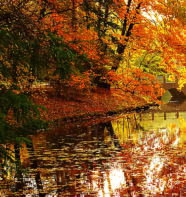 포토 JPG 해외이미지 주간 단풍 단풍나무 사람없음 야외 강 반사 해외포토 자연요소 나무 잎 파일형식 이미지허브