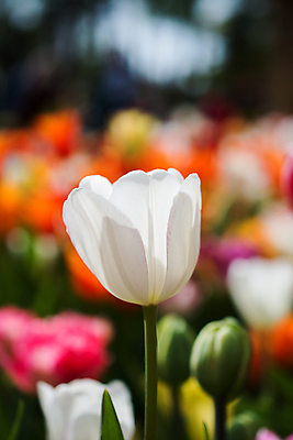포토 JPG 해외이미지 주간 꽃밭 한송이 사람없음 야외 아웃포커스 튤립 해외포토 자연요소 1 꽃 촬영기법 송이 파일형식 이미지허브