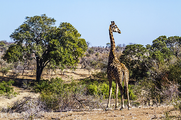 포토 JPG 해외이미지 동물 야생동물 포유류 아프리카 자연 국립공원 사람없음 보호 기린 사파리 남아프리카 보호구역 해외포토 공원 나라 컨셉 생태계 구역 파일형식 이미지허브