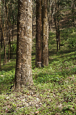 포토 JPG 해외이미지 나무 식물 산업 아시아 화초 농업 태국 자연 풍경 사람없음 목재 초록색 농작물 농장 환경 정원 침묵 산책 수확 시골 신선 사발 숲 수집 장면 나무껍질 고무 깊이 라텍스 줄서기 해외포토 나라 컬러 재료 모션 휴식 소리 껍질 사기그릇 생태계 파일형식 이미지허브