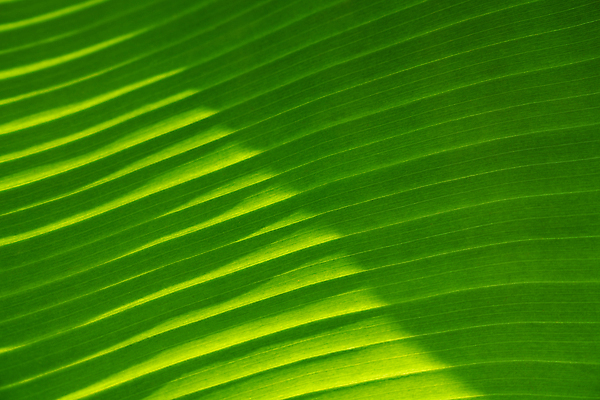 포토 JPG 해외이미지 식물 디자인 선 백그라운드 잎 패턴 자연 벽지 추상 바나나 건강 손바닥 사람없음 초록색 빛 환경 정원 줄무늬 신선 묘사 유기농 질감 심플 녹색배경 대각선 내추럴 생태학 엘리먼트 이국적 그리너리 해외포토 손 웰빙 교육 컬러 무늬 과일 생태계 파일형식 트랜드컬러 이미지허브